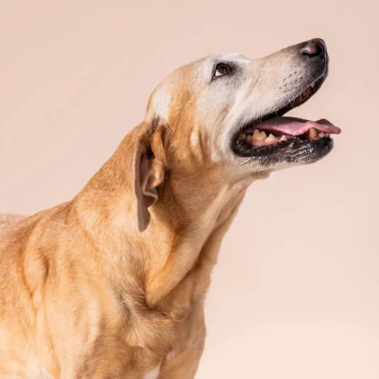 cta-block-dog